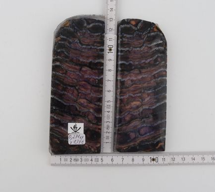 Stabilised mammoth molar scales