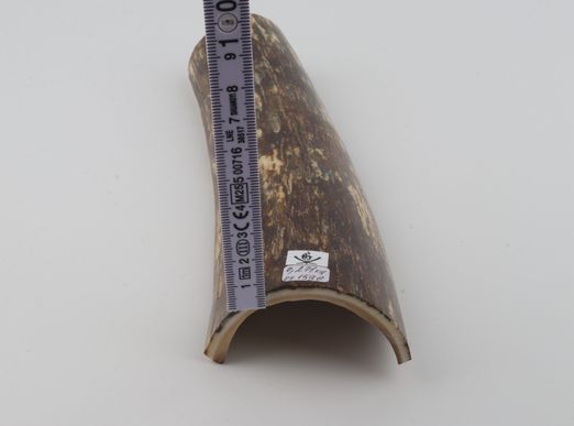 Brown mammoth bark
