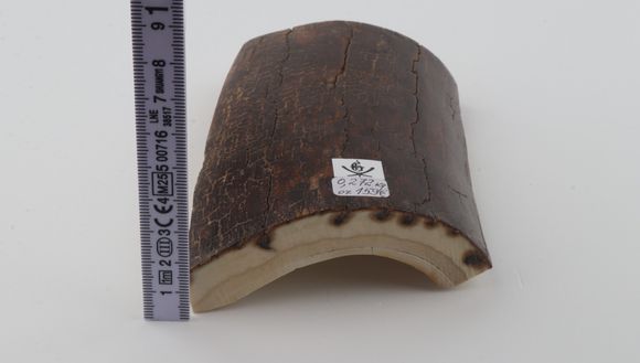 Brown mammoth bark