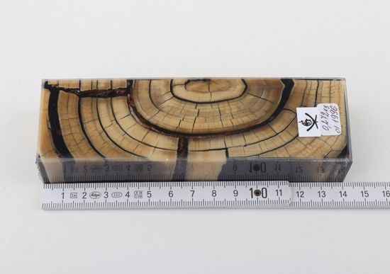 Stabilized mammoth ivory block