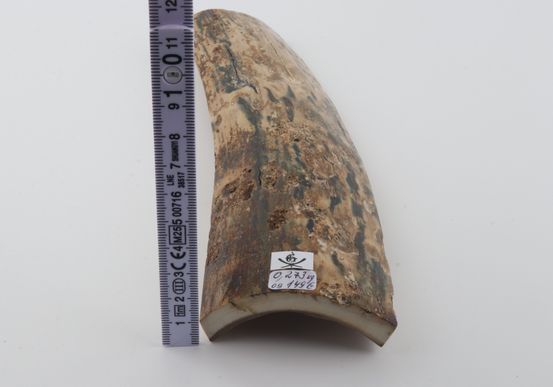 Beige-blue mammoth bark