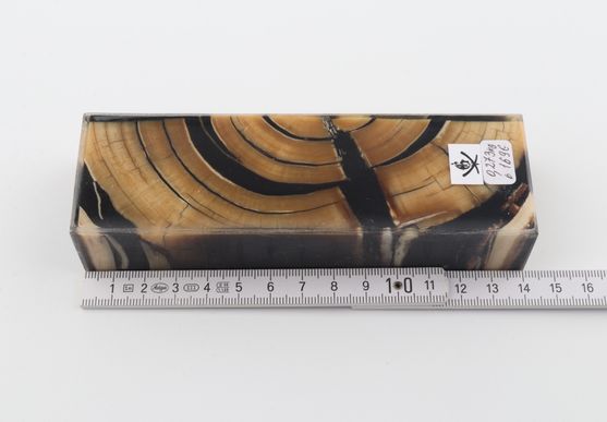 Stabilized mammoth ivory block