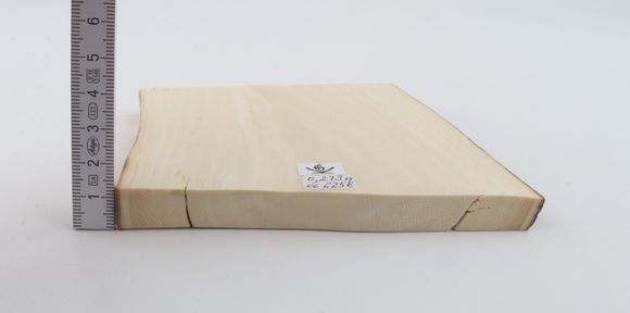 White mammoth ivory segment