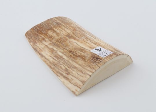 Beige-orange mammoth bark