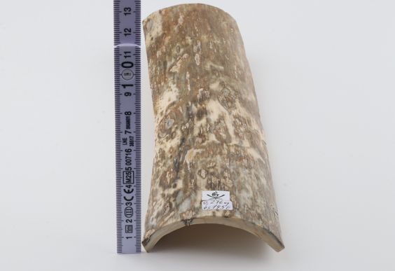 Beige-green mammoth bark