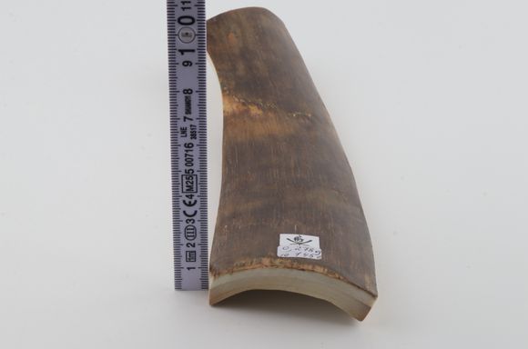 Brown mammoth bark