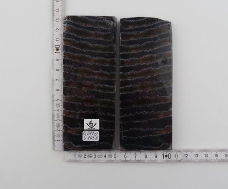 Stabilised mammoth molar scales