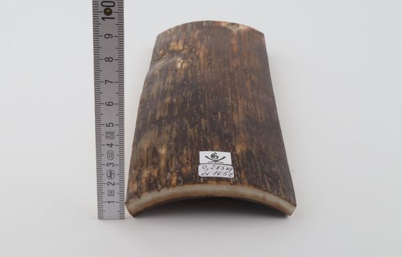 Brown mammoth bark