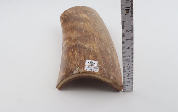 Beige mammoth bark