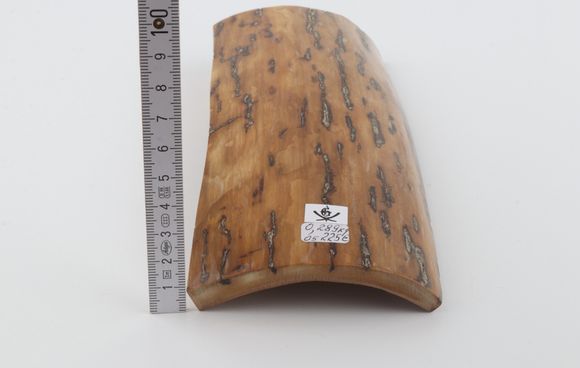 Beige mammoth bark