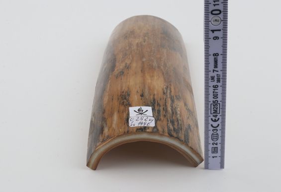 Beige mammoth bark