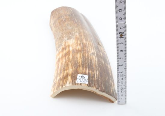 Brown-orange mammoth bark