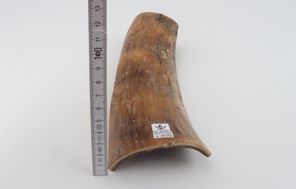 Beige-brown mammoth bark