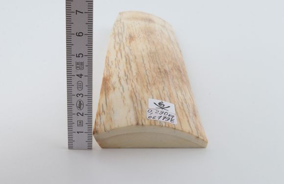 Natural mammoth ivory piece