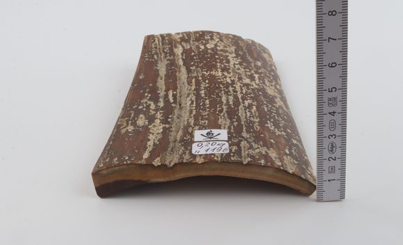 Brown mammoth bark