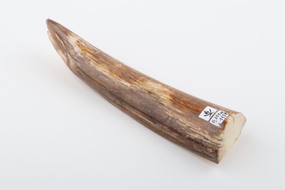 Natural mammoth tusk tip piece