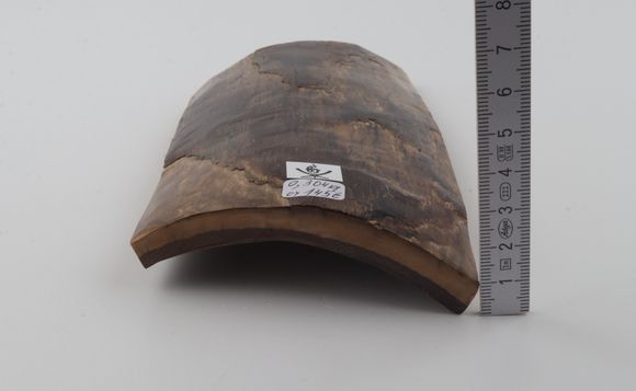 Brown mammoth bark