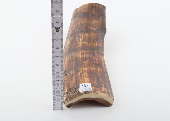 Brown mammoth bark