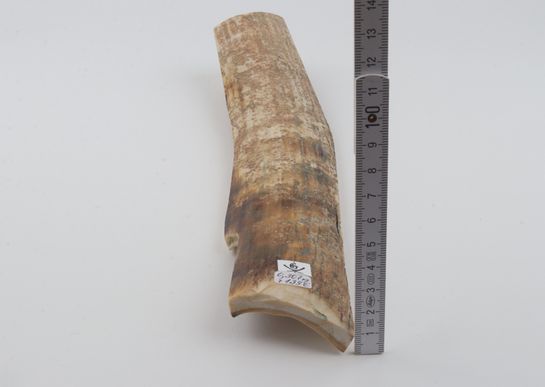 Beige mammoth bark 