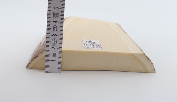 White mammoth ivory segment