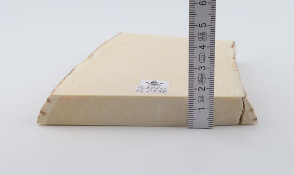 White mammoth ivory segment