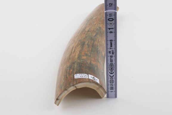 Beige-green mammoth bark
