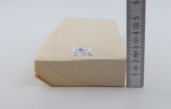 White mammoth ivory segment