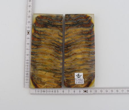 Stabilised mammoth molar scales