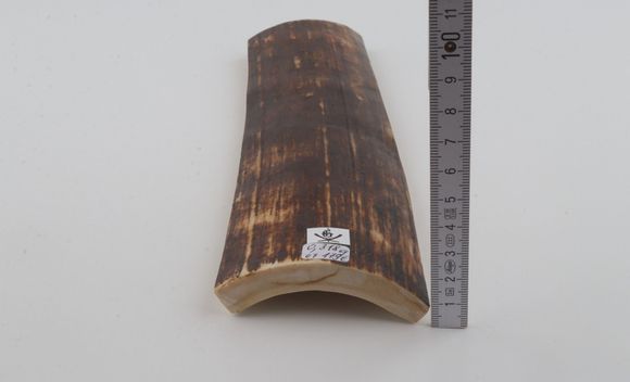 Brown mammoth bark
