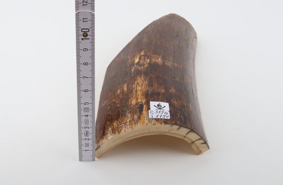 Brown mammoth bark