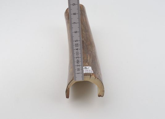 Brown mammoth bark