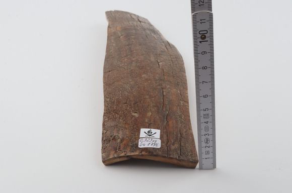 Brown mammoth bark