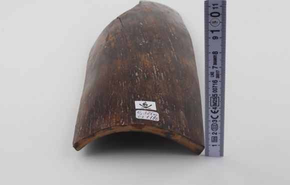 Brown mammoth bark