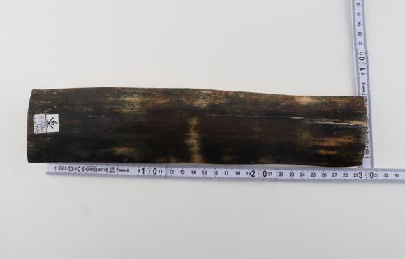 Brown-blue mammoth bark