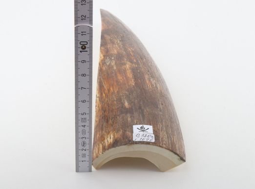 Brown-orange mammoth bark
