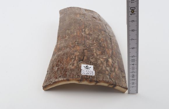 Brown mammoth bark
