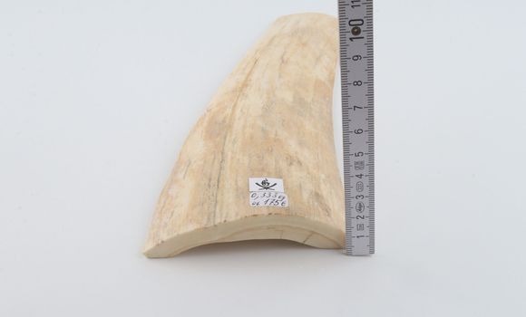 White-creme mammoth bark