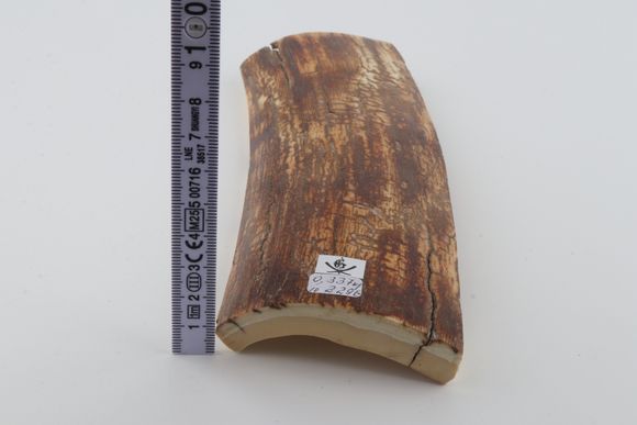 Orange-brown mammoth bark
