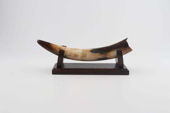 Restored woolly mammoth tusk