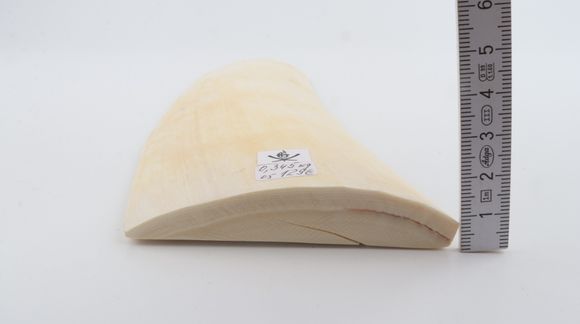 White mammoth ivory piece