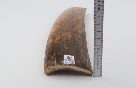Brown mammoth bark