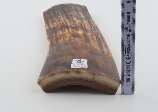 Brown mammoth bark