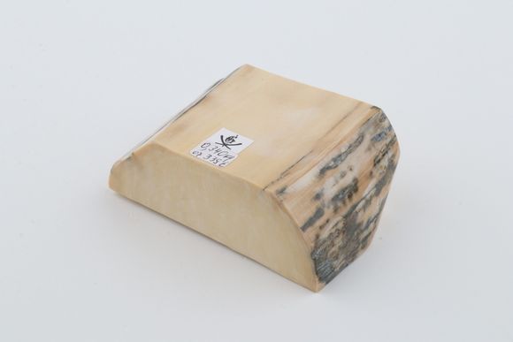 White mammoth ivory segment