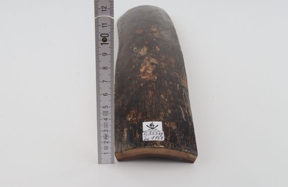Brown mammoth bark
