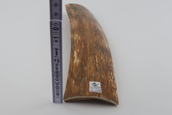 Orange mammoth bark