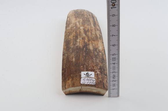 Beige-brown mammoth bark