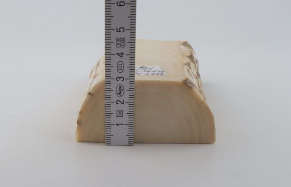 White mammoth ivory segment