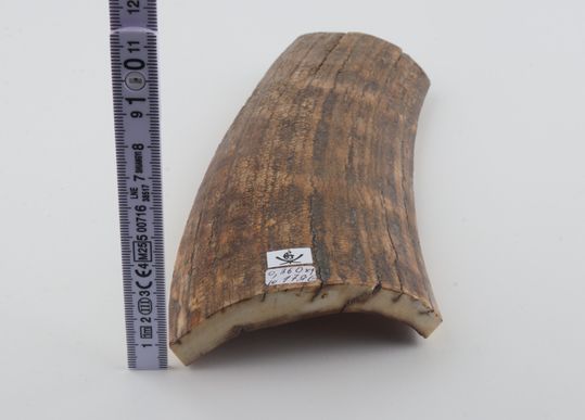 Beige mammoth bark