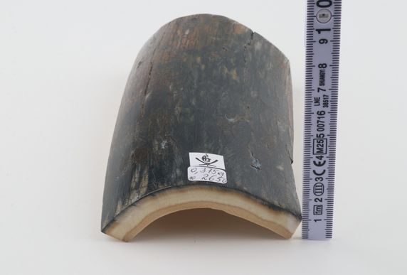 Blue-brown mammoth bark