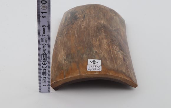 Beige mammoth bark